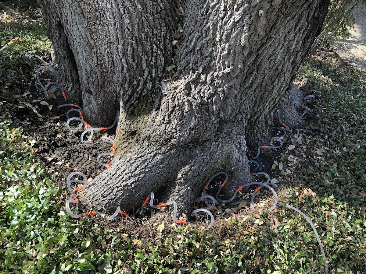 Detailed Tree Cabling and Bracing job site in Oswego