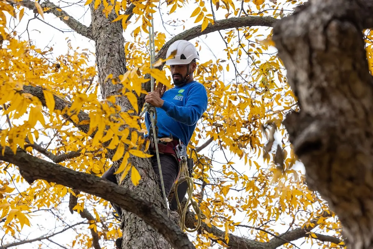 Skilled Tree Planting crew working in Oswego